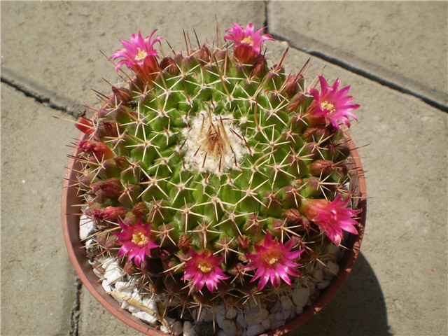 kaktus